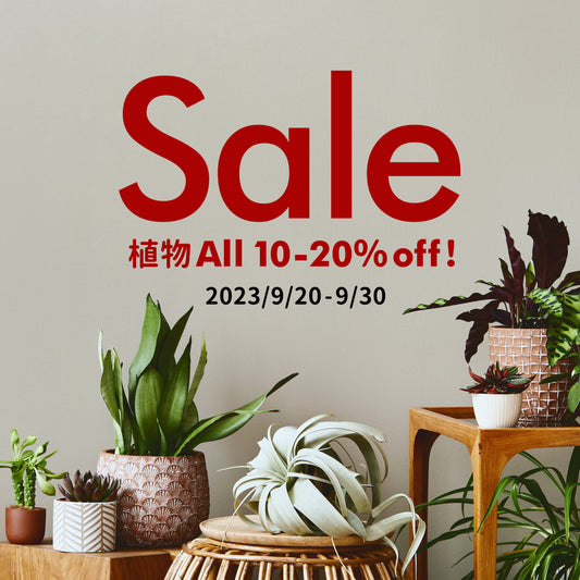 植物 全品10〜20%OFFセール開催中!
