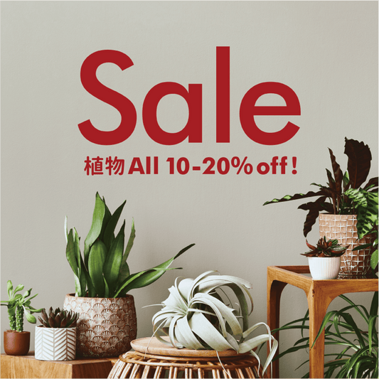 植物全品10〜20%OFFセール延長!
