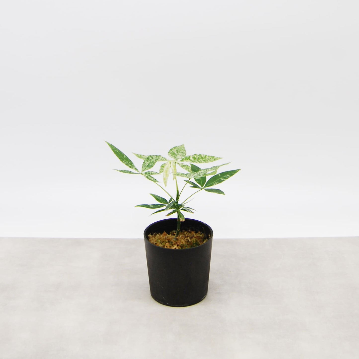 パキラ ミルキーウェイ(実生)003