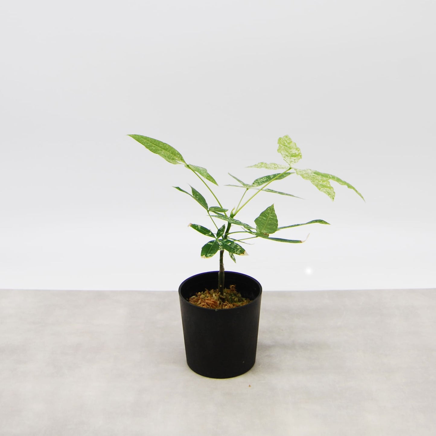 パキラ ミルキーウェイ(実生)006