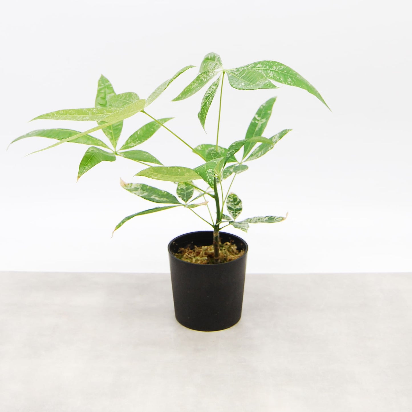 パキラ ミルキーウェイ(挿し木)001