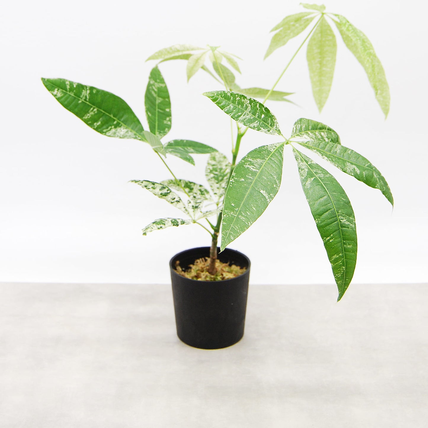 パキラ ミルキーウェイ(挿し木)004