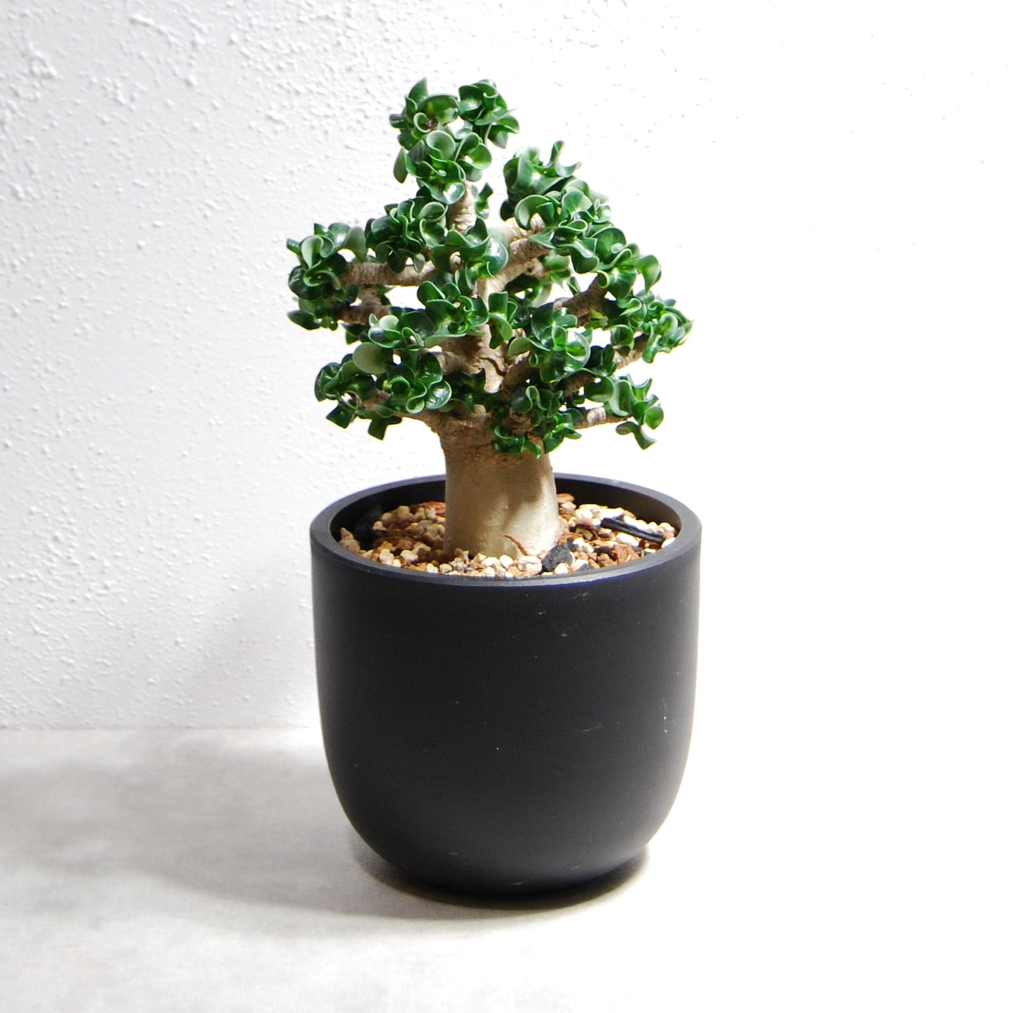 アデニウム アラビカム 獅子葉タイプ(Dorset Horn Adenium【D.H.A】)066