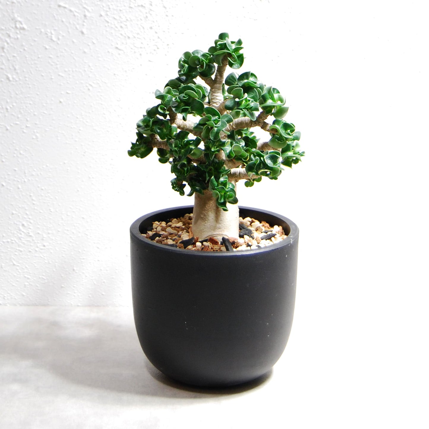 アデニウム アラビカム 獅子葉タイプ(Dorset Horn Adenium【D.H.A】)066