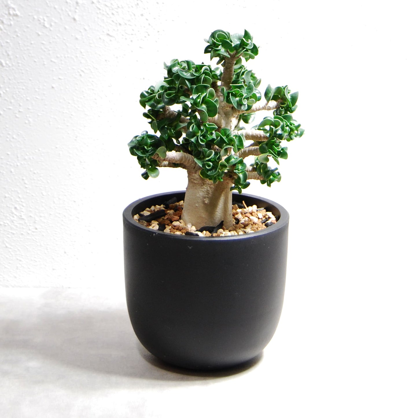 アデニウム アラビカム 獅子葉タイプ(Dorset Horn Adenium【D.H.A】)066
