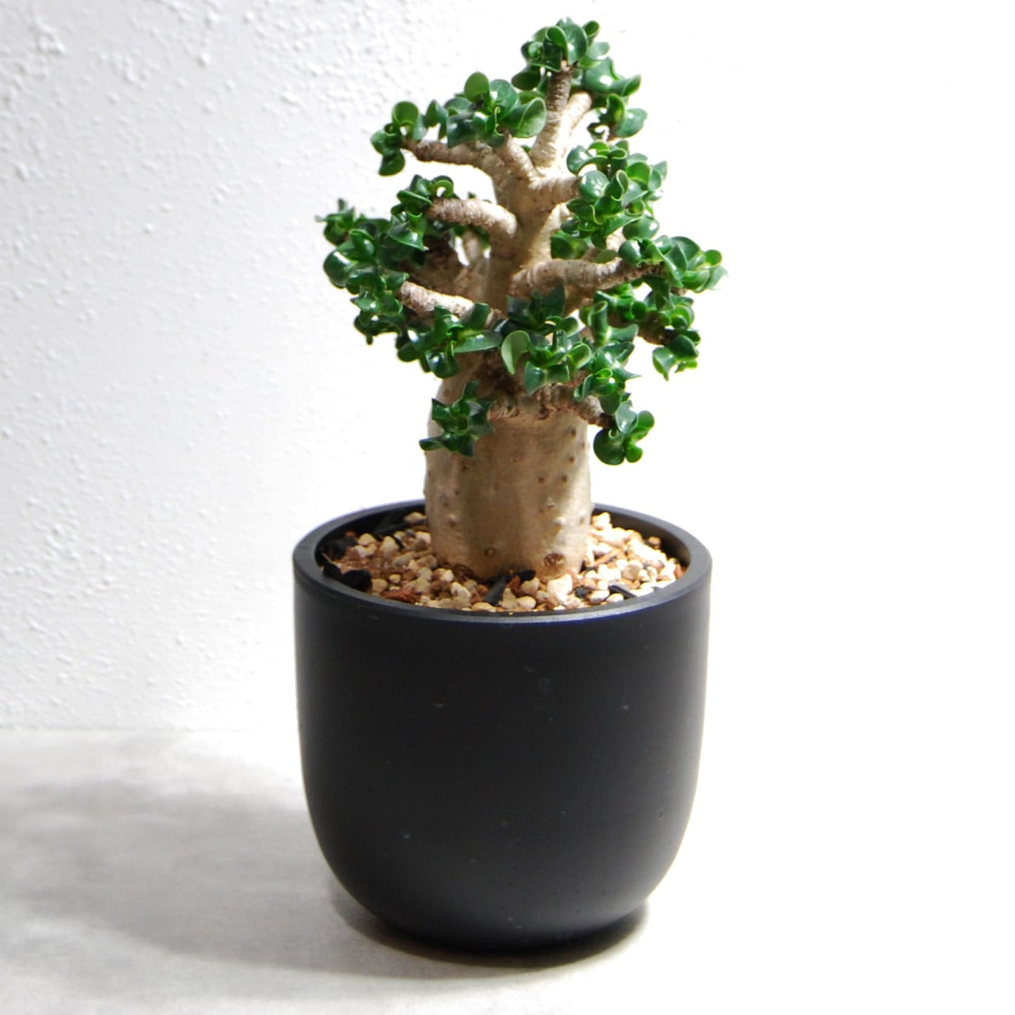 アデニウム アラビカム 獅子葉タイプ(Dorset Horn Adenium【D.H.A】)067