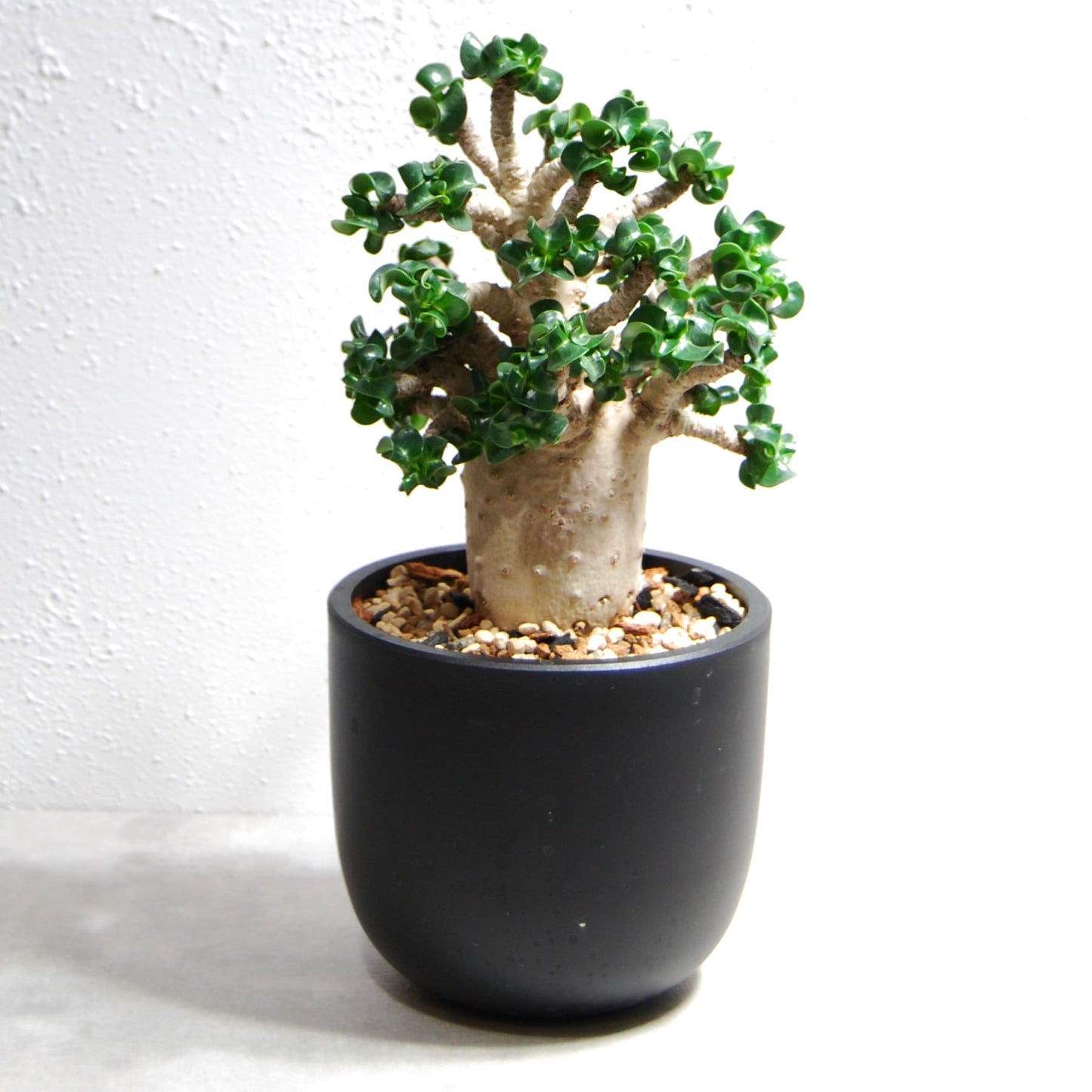 アデニウム アラビカム 獅子葉タイプ(Dorset Horn Adenium【D.H.A】)067