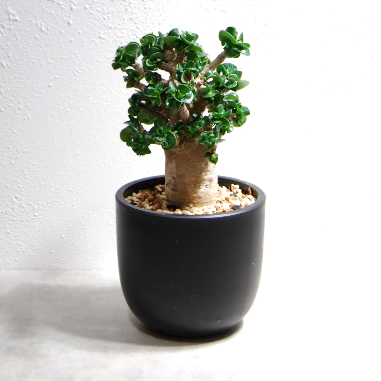 アデニウム アラビカム 獅子葉タイプ(Dorset Horn Adenium【D.H.A】)068