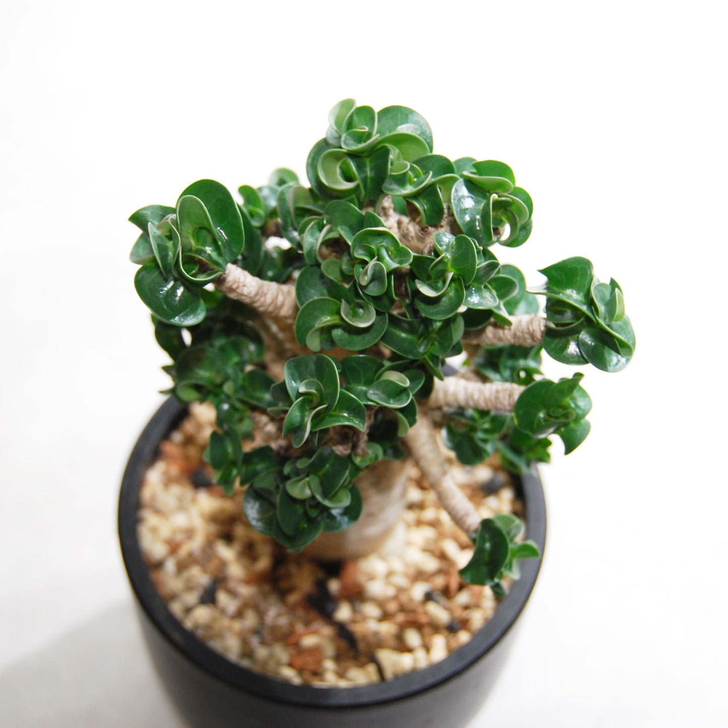 アデニウム アラビカム 獅子葉タイプ(Dorset Horn Adenium【D.H.A】)068