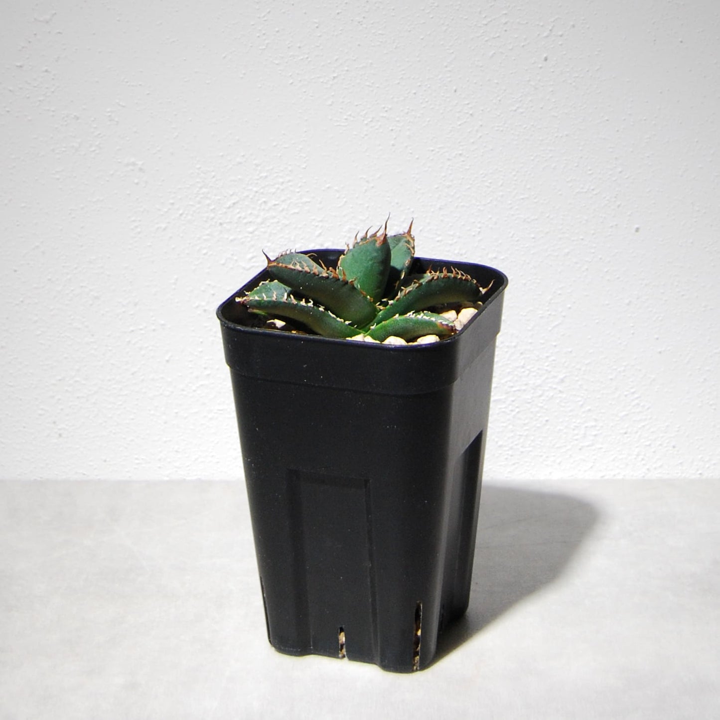 アガベ チタノタ 悪魔(スーパーチタノタ)203