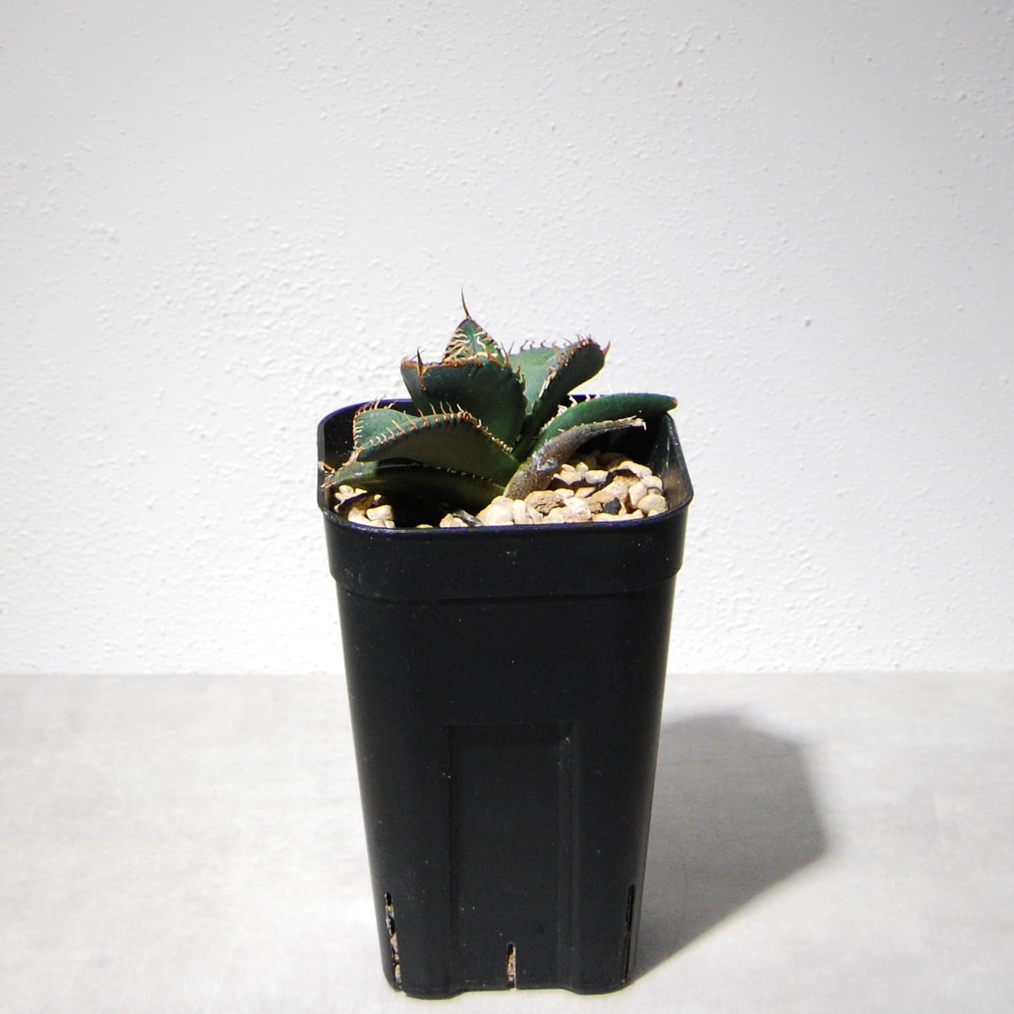 アガベ チタノタ 悪魔(スーパーチタノタ)204