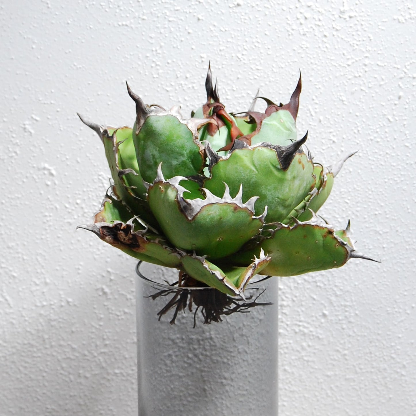 アガベ チタノタ ブラックアンドブルー (ブルーボール)  STANO LAB産(台湾)005