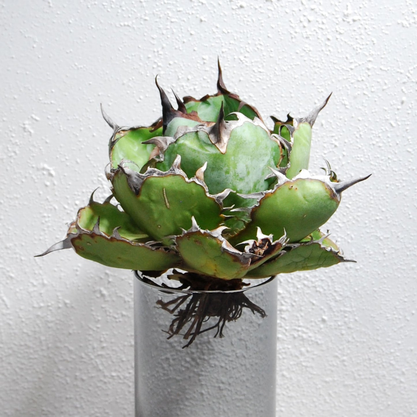 アガベ チタノタ ブラックアンドブルー (ブルーボール)  STANO LAB産(台湾)005