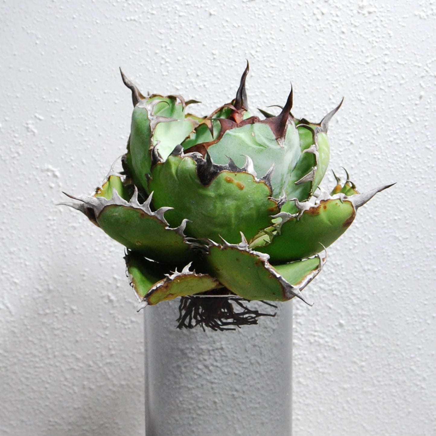 アガベ チタノタ ブラックアンドブルー (ブルーボール)  STANO LAB産(台湾)005