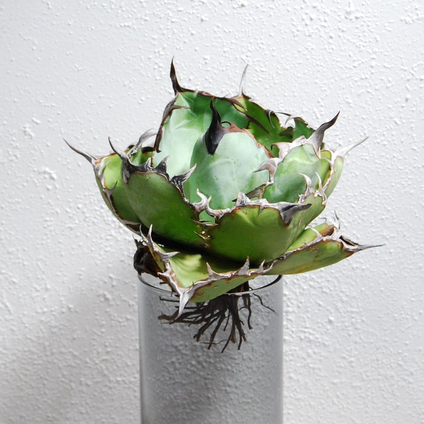 アガベ チタノタ ブラックアンドブルー (ブルーボール)  STANO LAB産(台湾)005