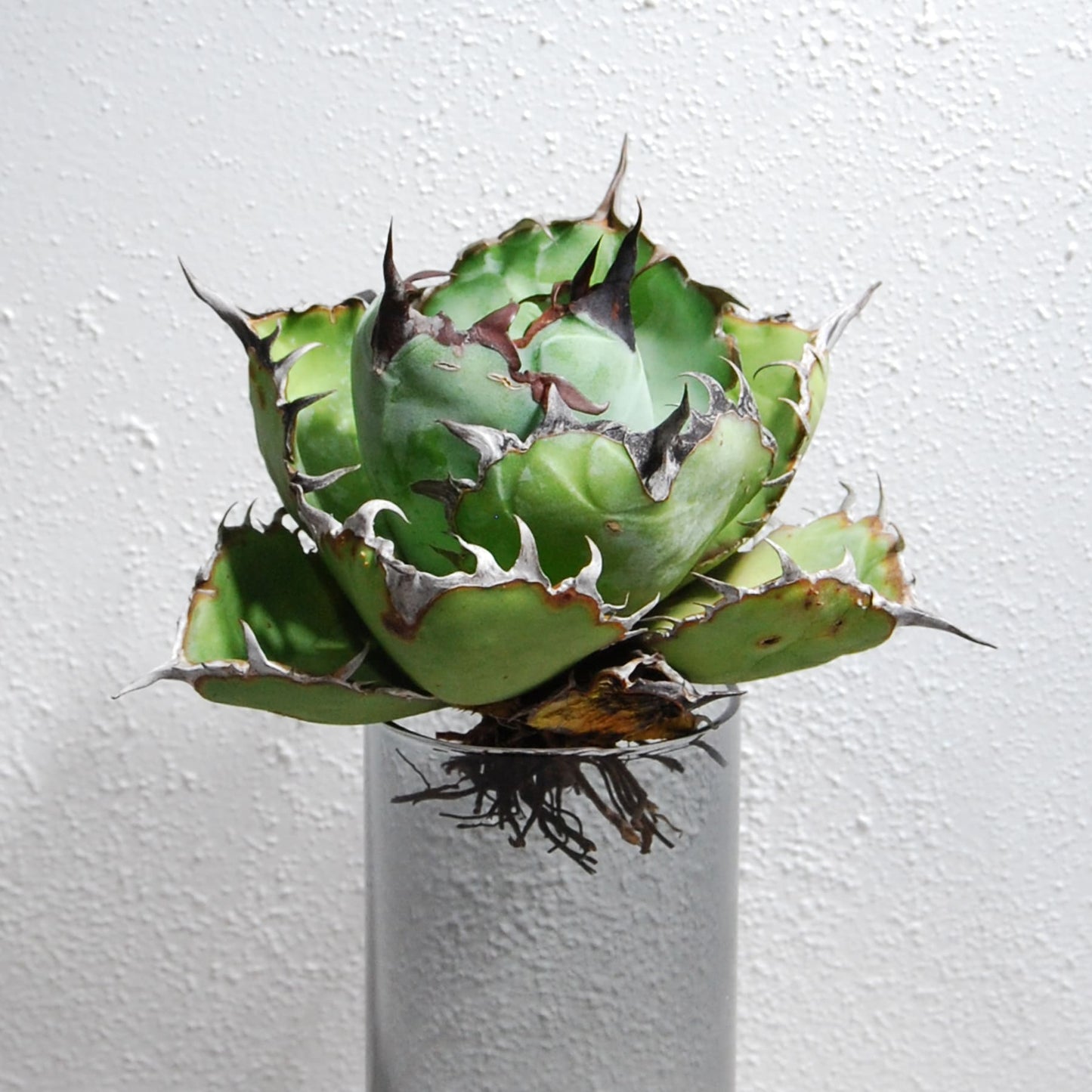 アガベ チタノタ ブラックアンドブルー (ブルーボール)  STANO LAB産(台湾)005