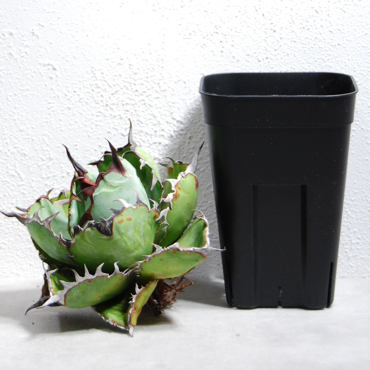 アガベ チタノタ ブラックアンドブルー (ブルーボール)  STANO LAB産(台湾)005