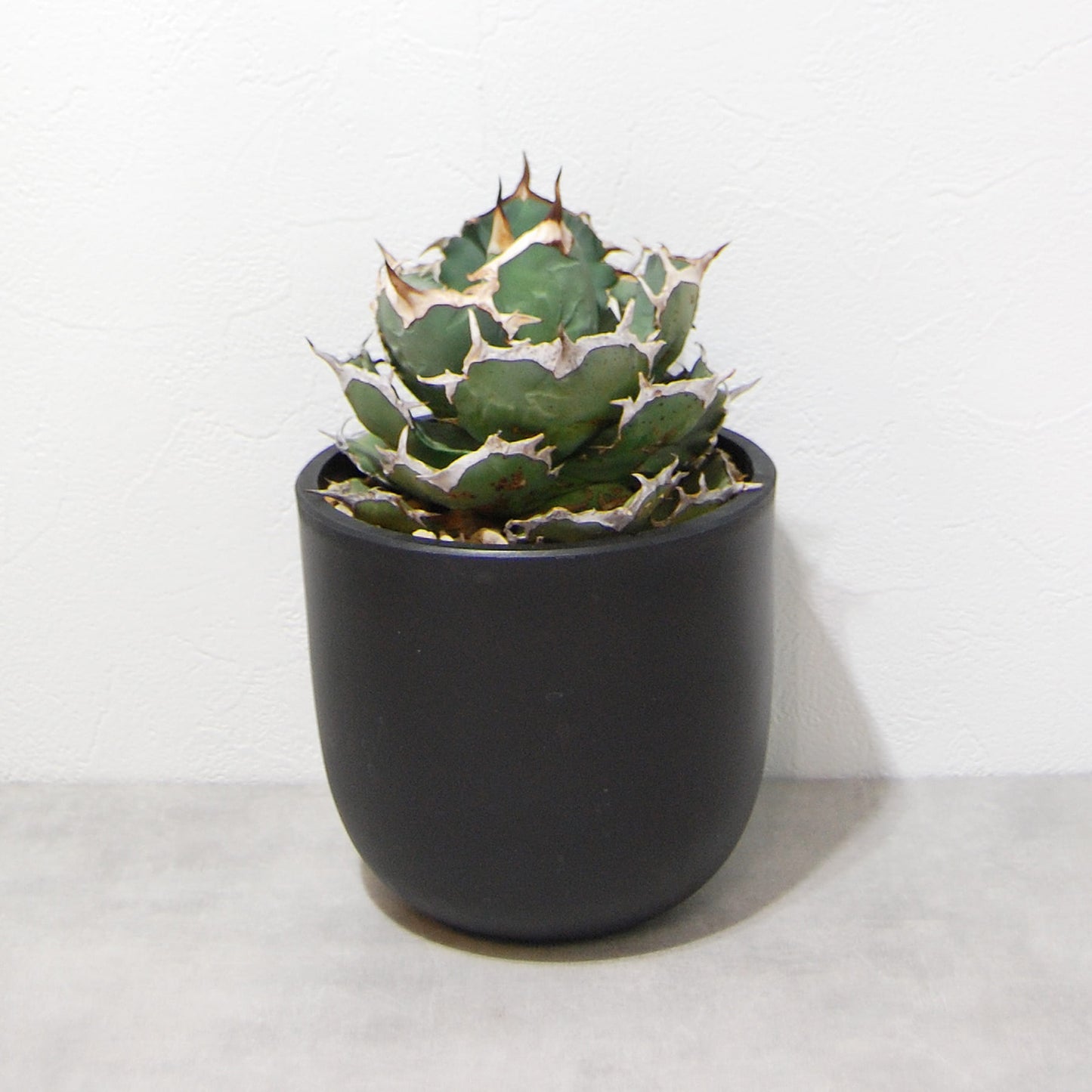 アガベ チタノタ(EU)コンパクタ 025