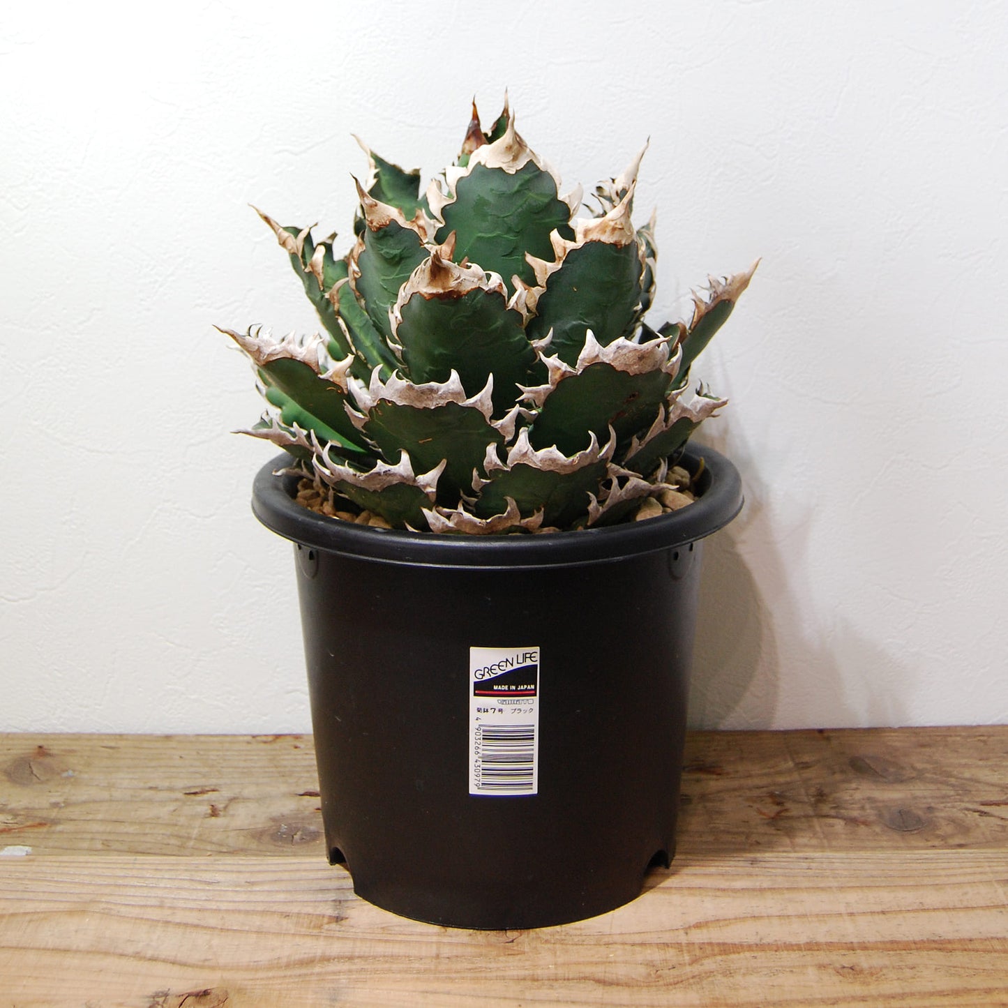 アガベ チタノタ レッド キャットウィーズル(赤猫)033