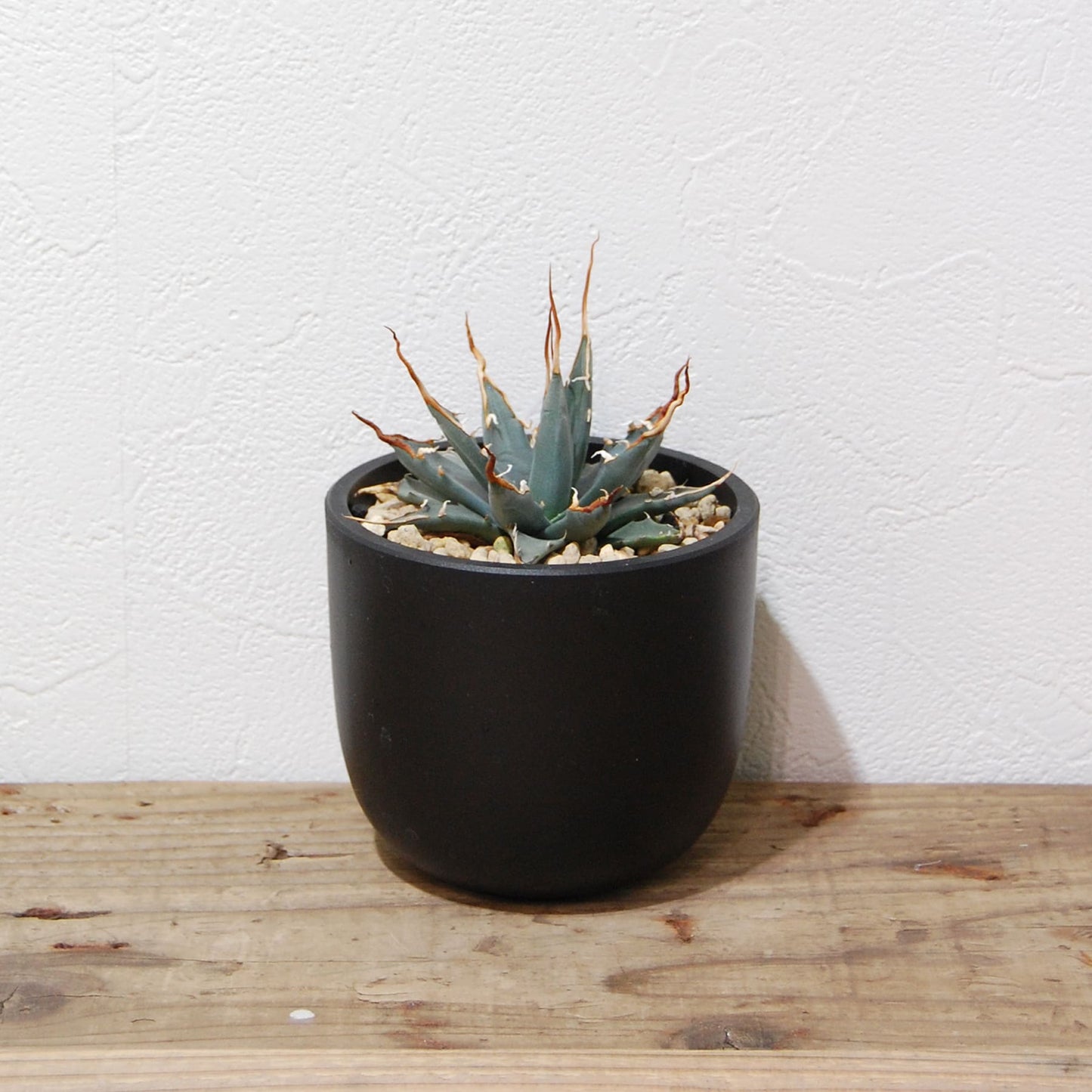 アガベ ユタエンシス エボリスピナ 実生 陽炎選抜 035