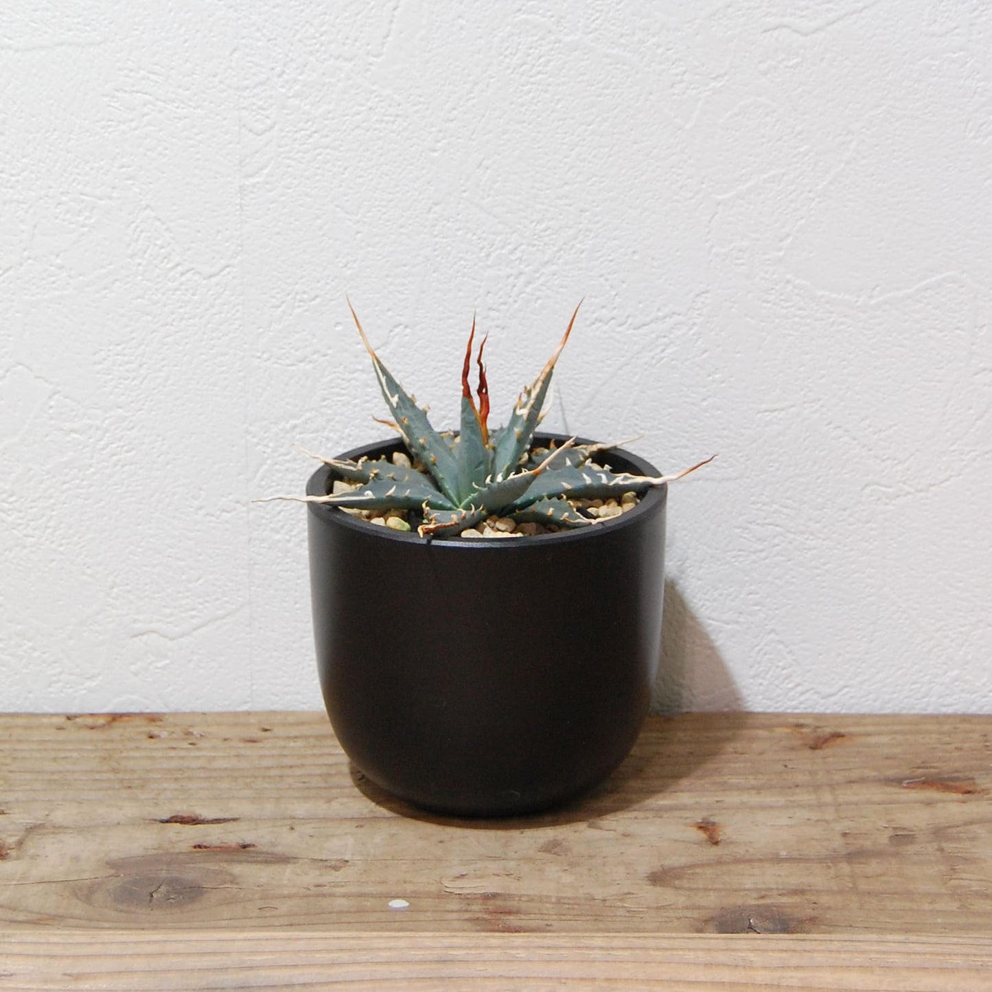 アガベ ユタエンシス エボリスピナ 実生 陽炎選抜 036