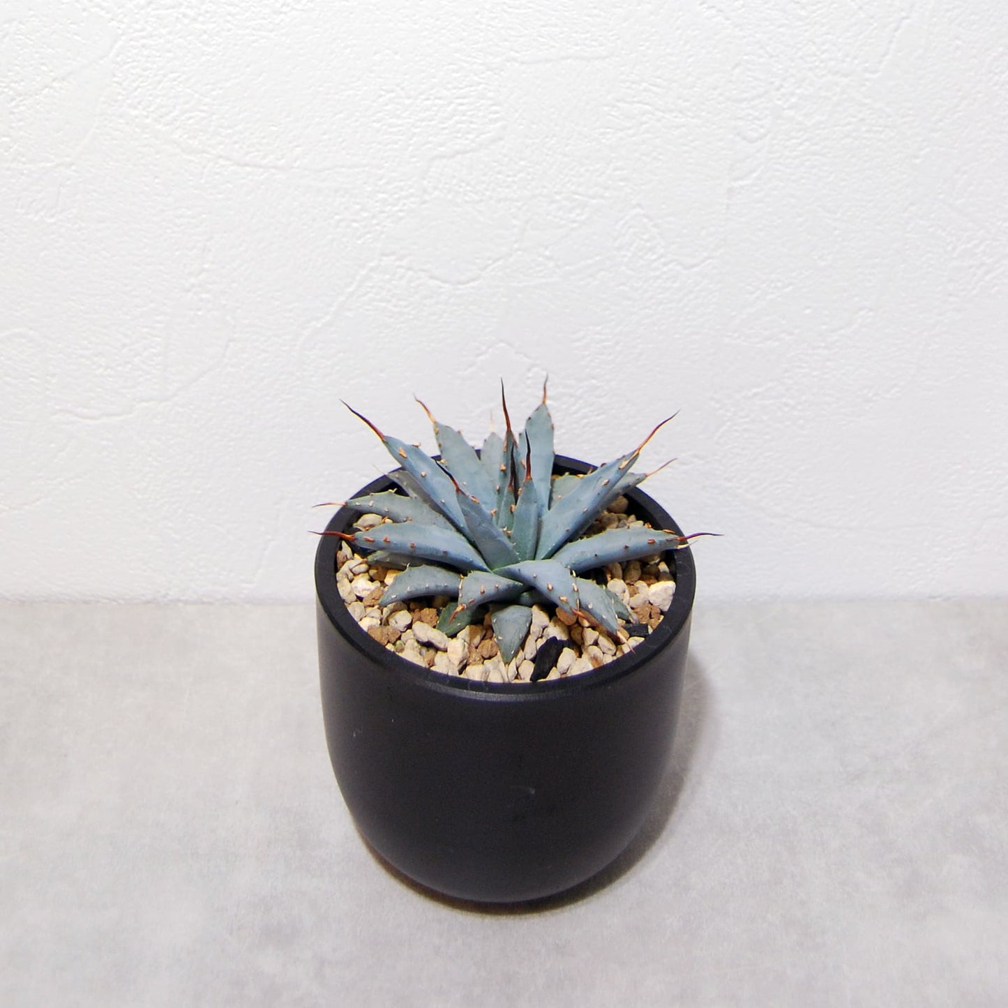 アガベ ユタエンシス ネバデンシス 実生ホワイトブルー選抜 019