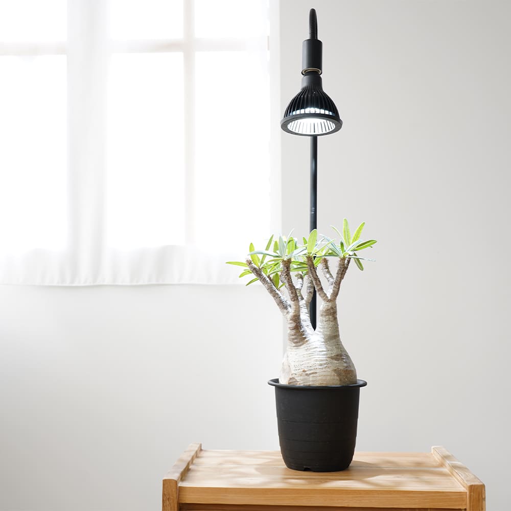 NEO AMATERAS LED 20W(ネオ アマテラスLED 20W)植物育成ライト