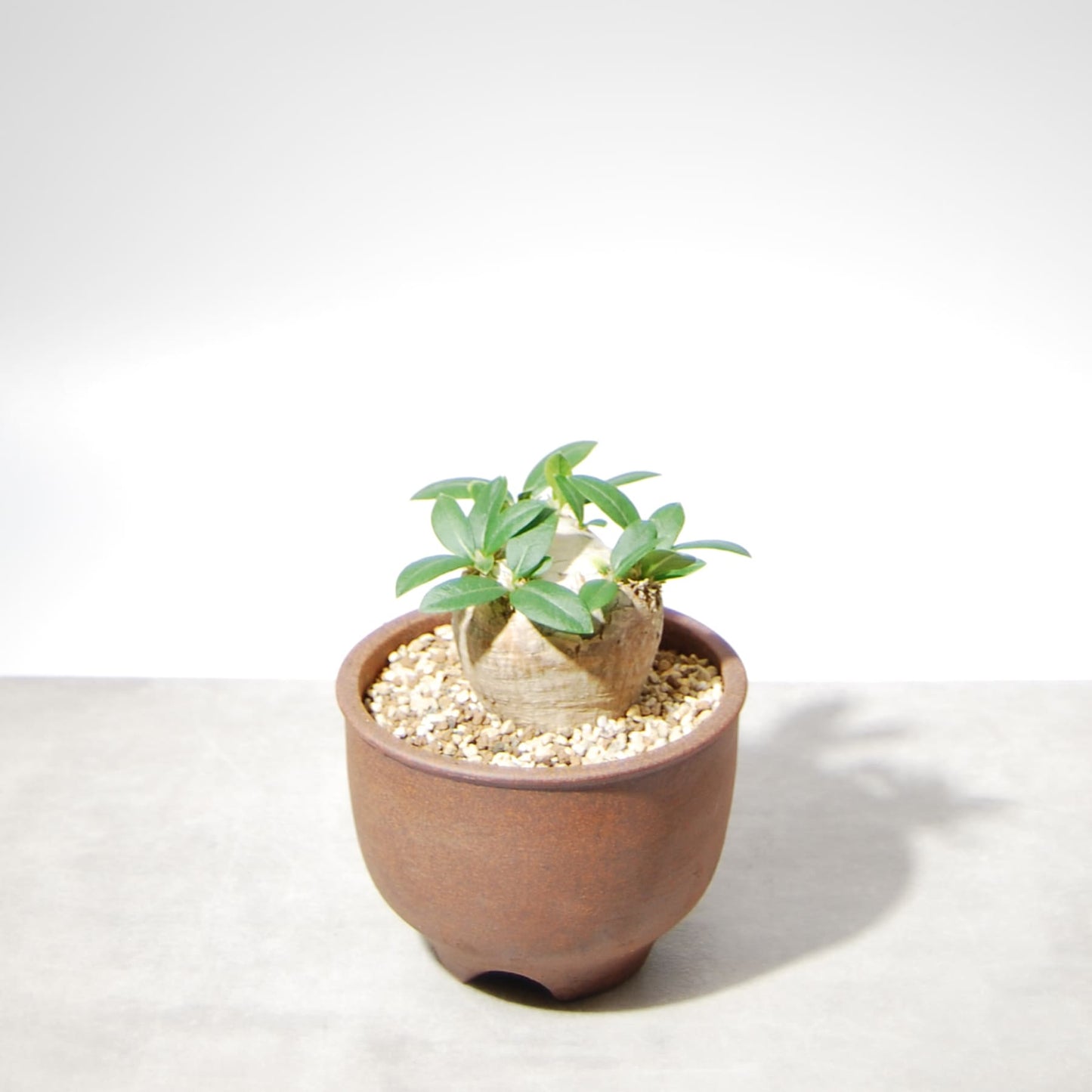 パキポディウム・ブレビカウレ(恵比寿笑い)001