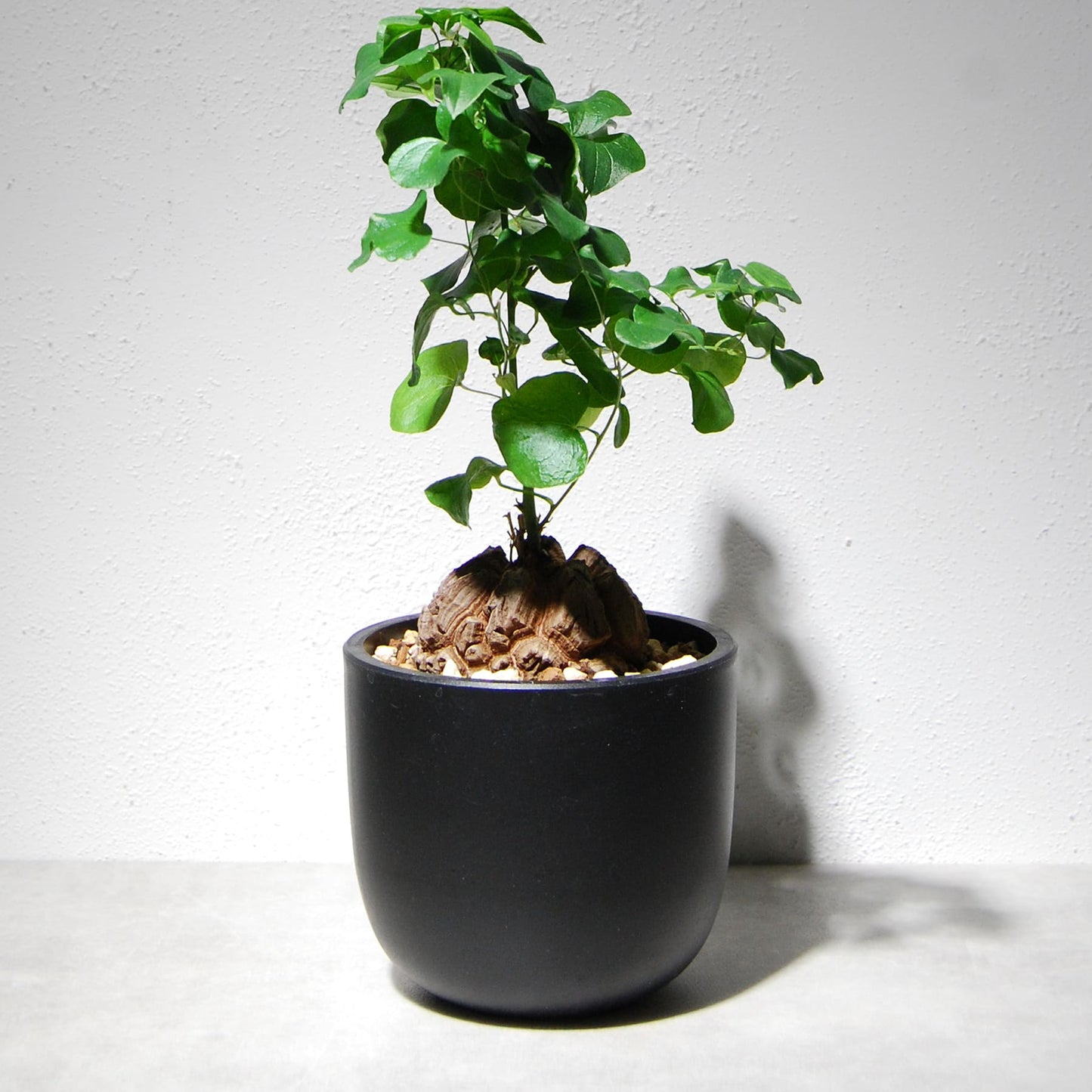 亀甲竜(ディオスコレア・エレファンティペス)202