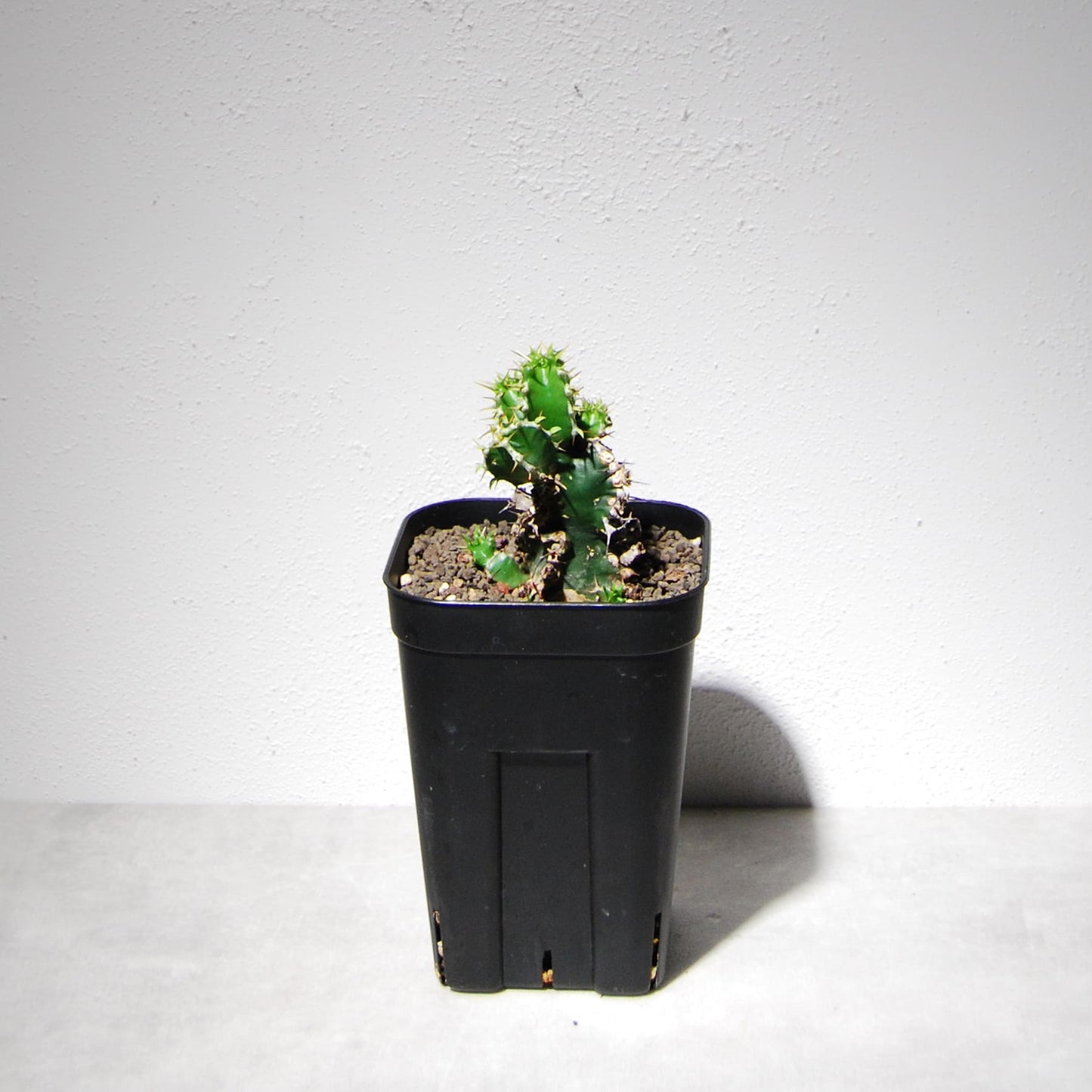 ユーフォルビア ムランジーナ(実生株)104