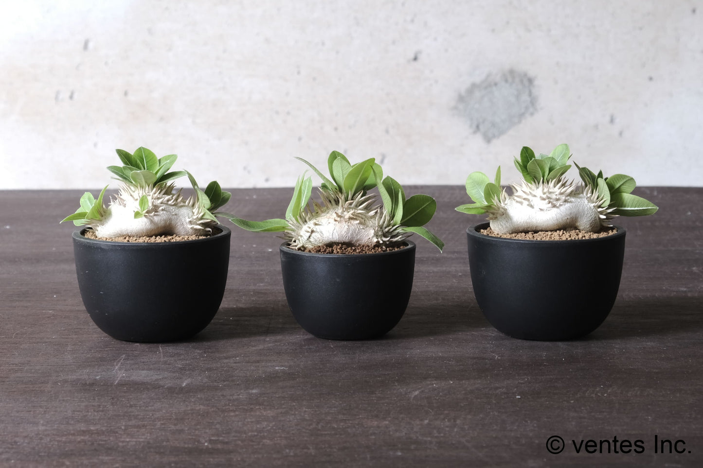 Plastic Pot「BowlMid」Size5 Maceta(マセタ)プラ鉢