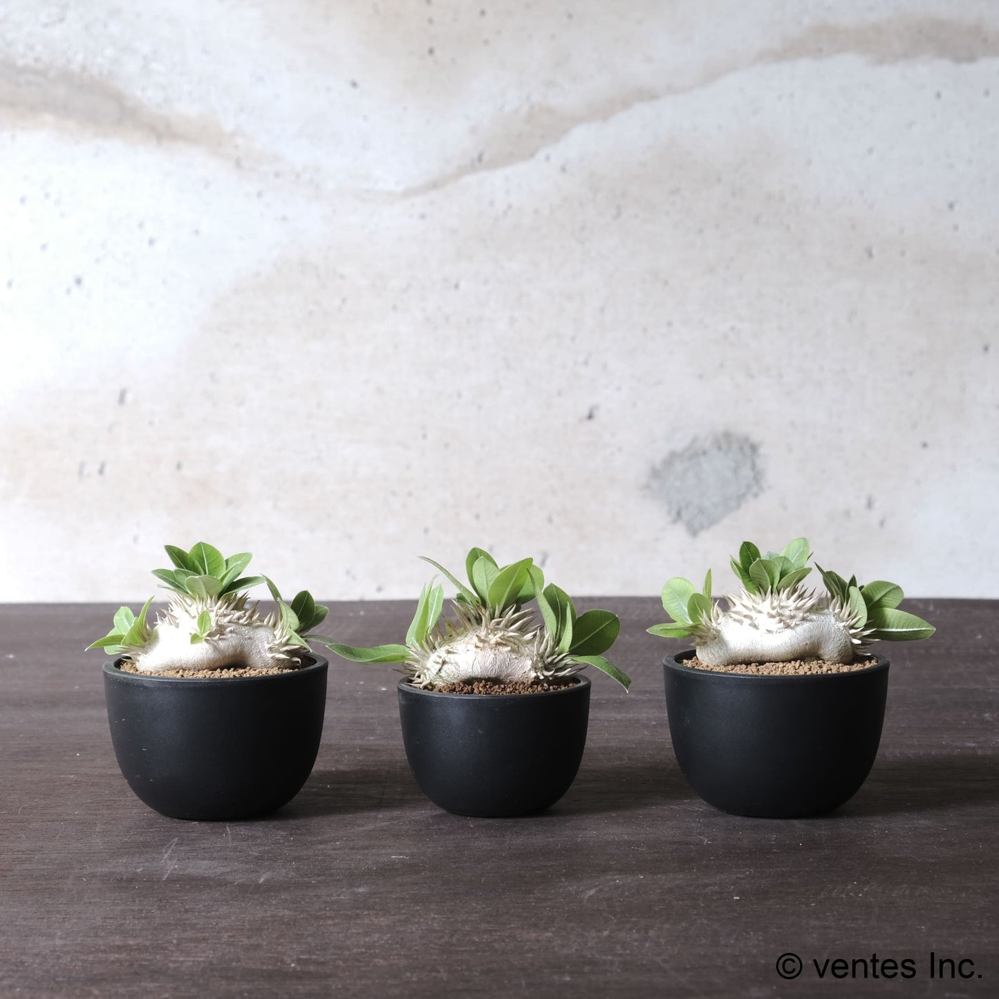 Plastic Pot「BasicLow」Size6 Maceta(マセタ)プラ鉢