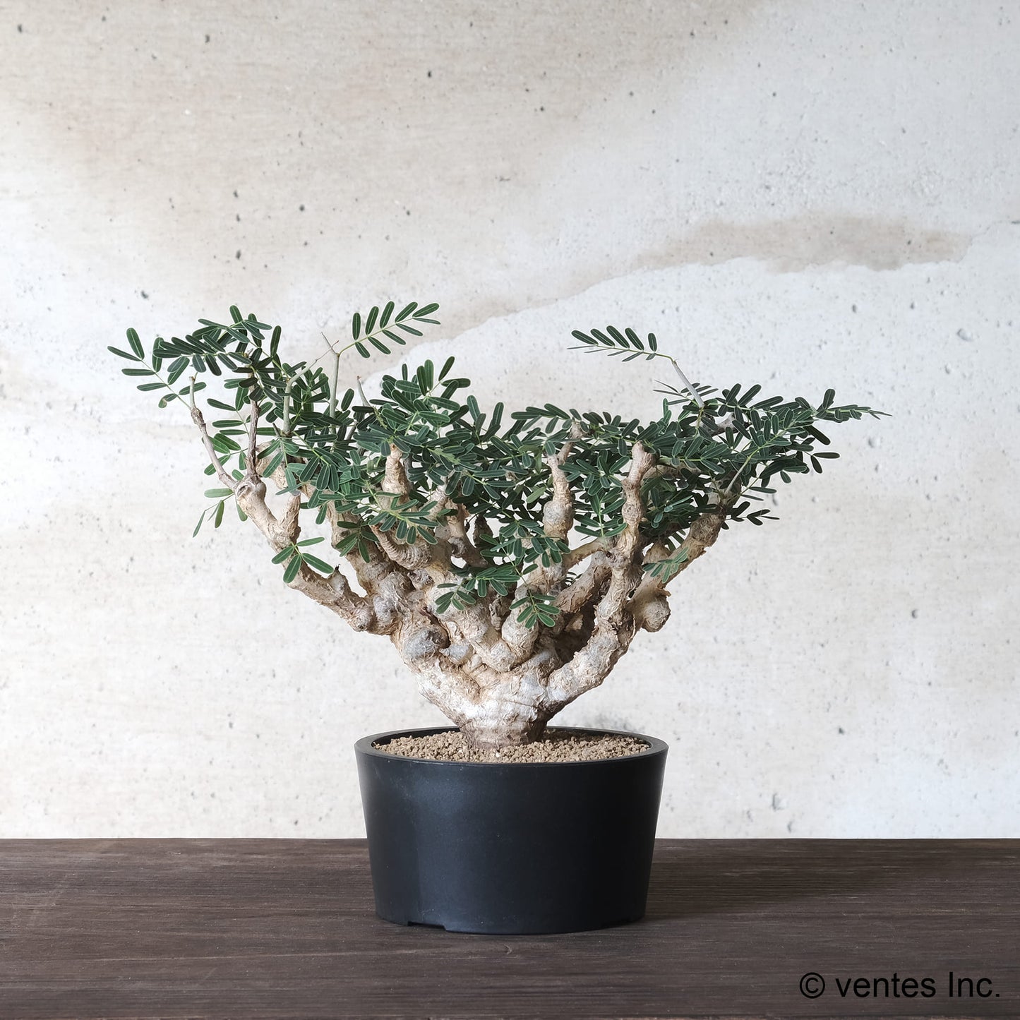 Plastic Pot「BowlMid」Size3 Maceta(マセタ)プラ鉢