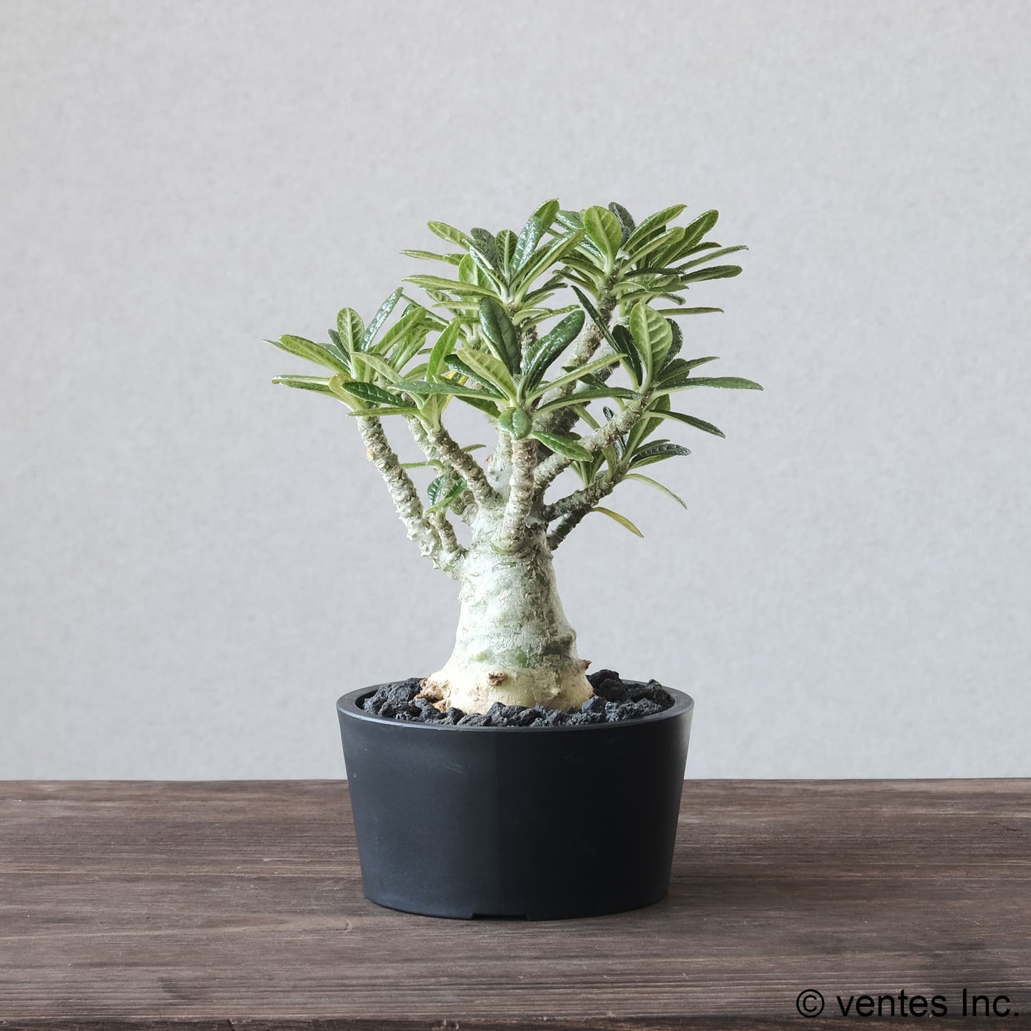 Plastic Pot「BowlMid」Size3 Maceta(マセタ)プラ鉢