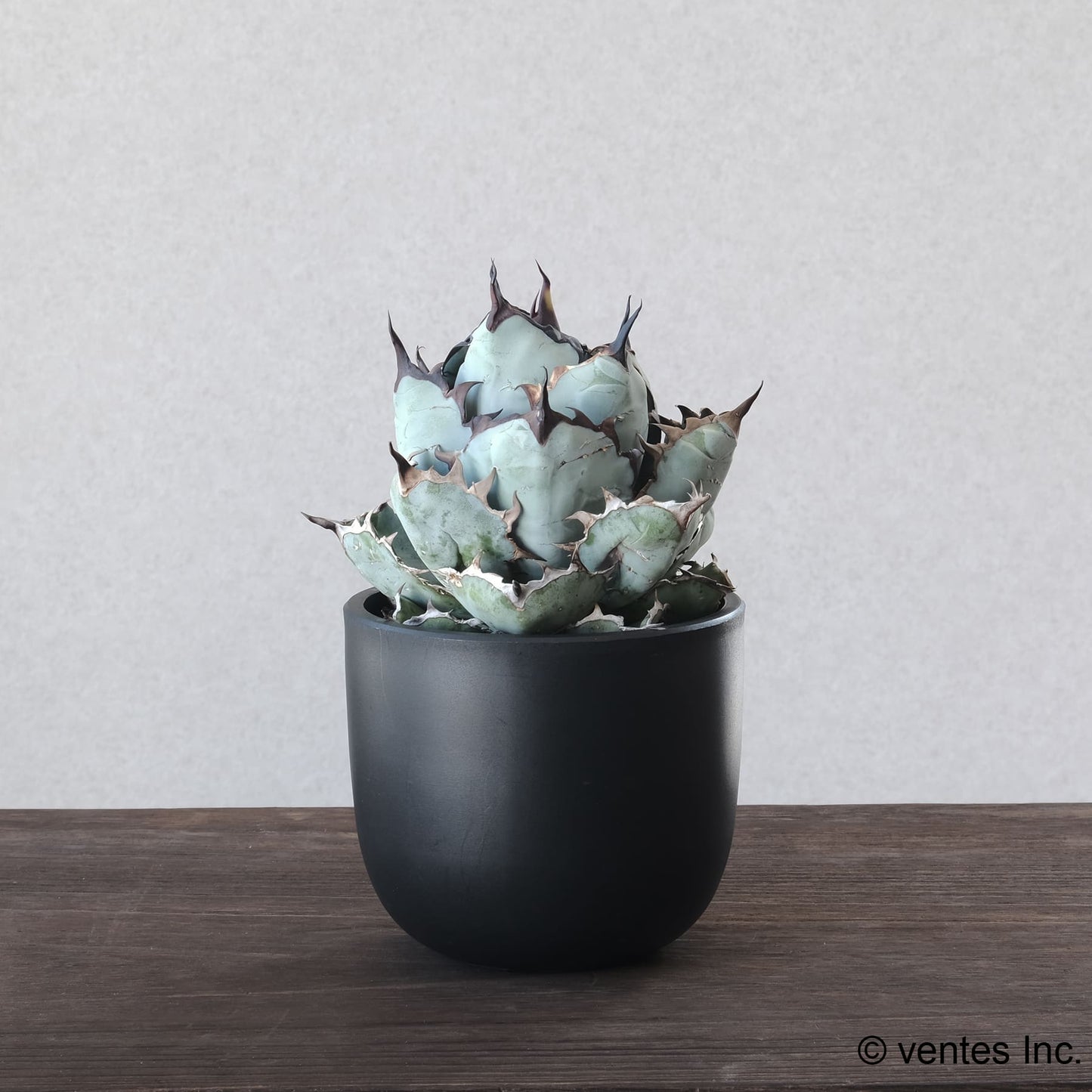 Plastic Pot「BowlMid」Size2 Maceta(マセタ)プラ鉢