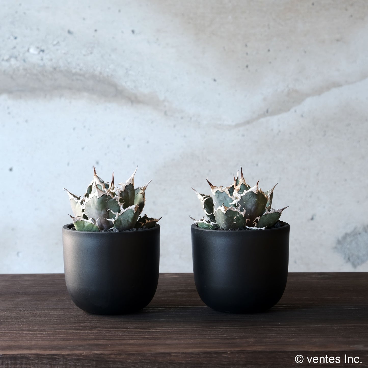Plastic Pot「BowlMid」Size2 Maceta(マセタ)プラ鉢