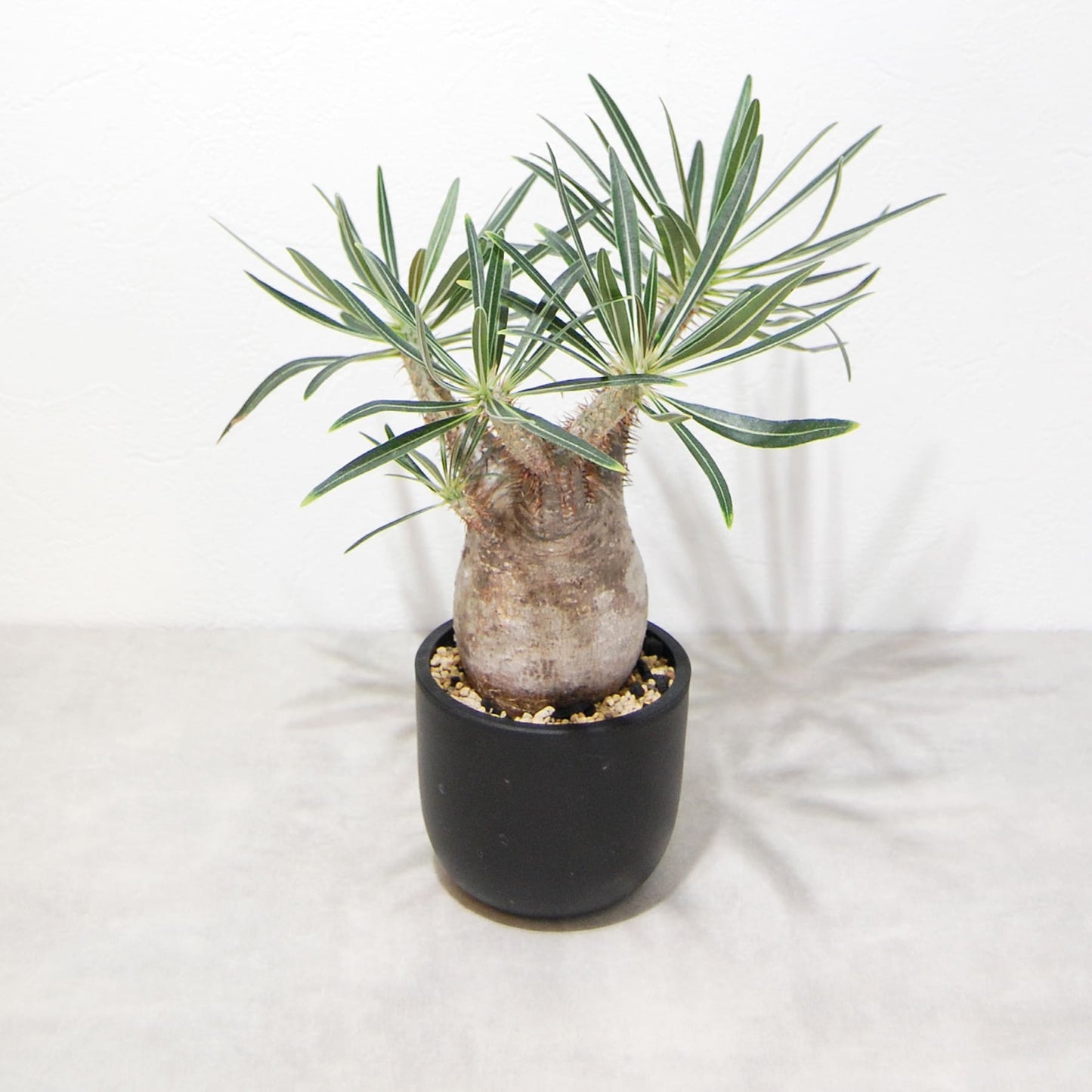 パキポディウム・グラキリス(グラキリウス)001