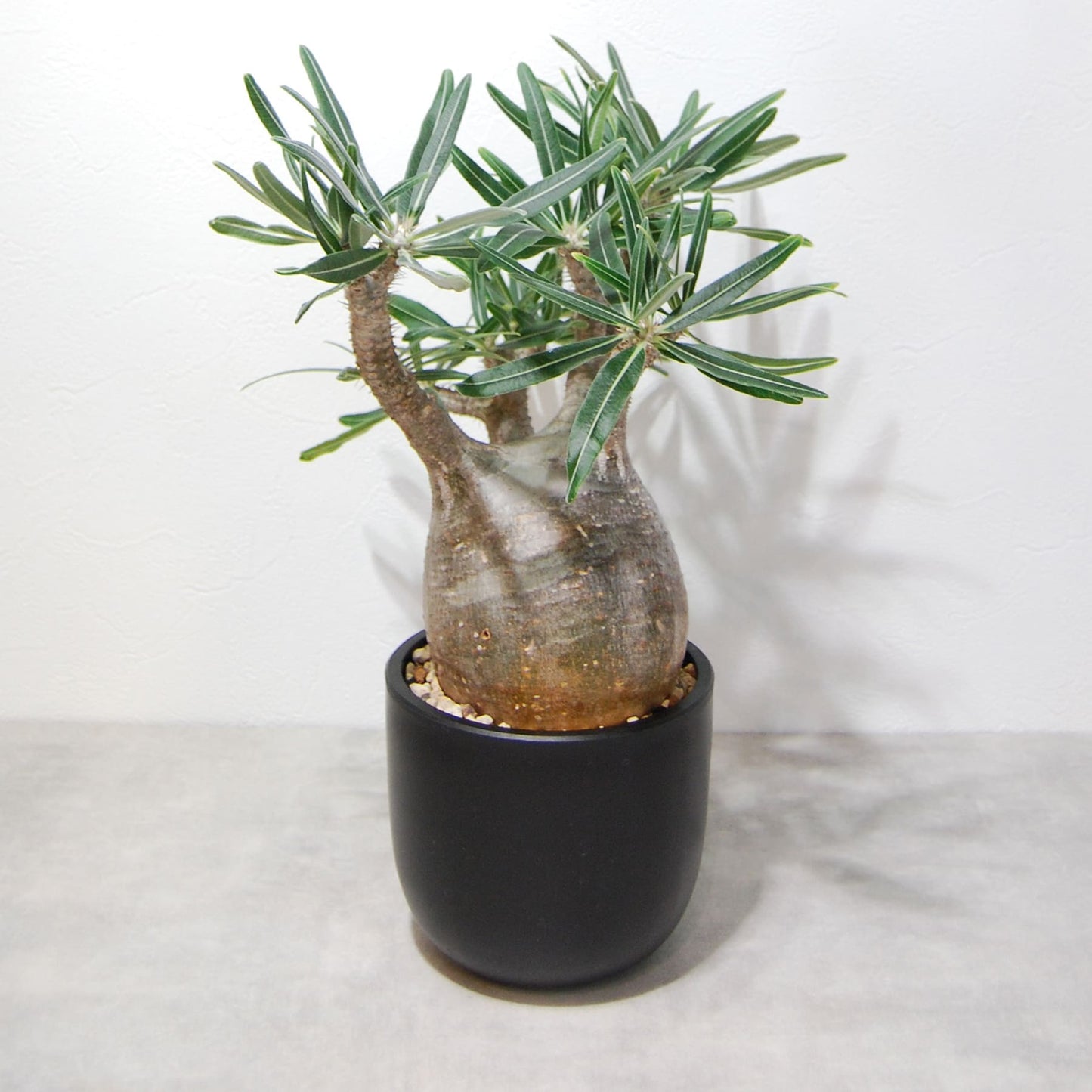 パキポディウム・グラキリス(グラキリウス)002