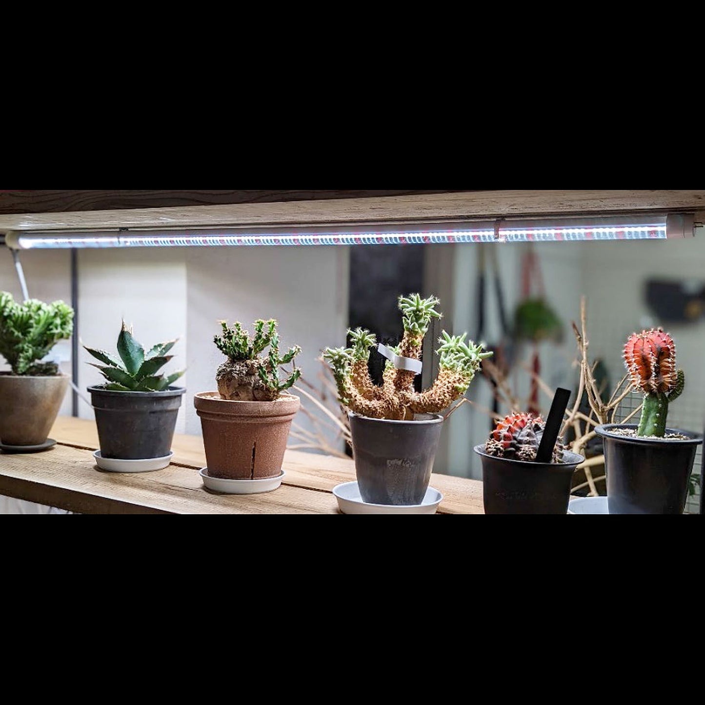 Plants NEXLIGHT TUBE -プランツネクスライト チューブ- 植物育成LEDライト