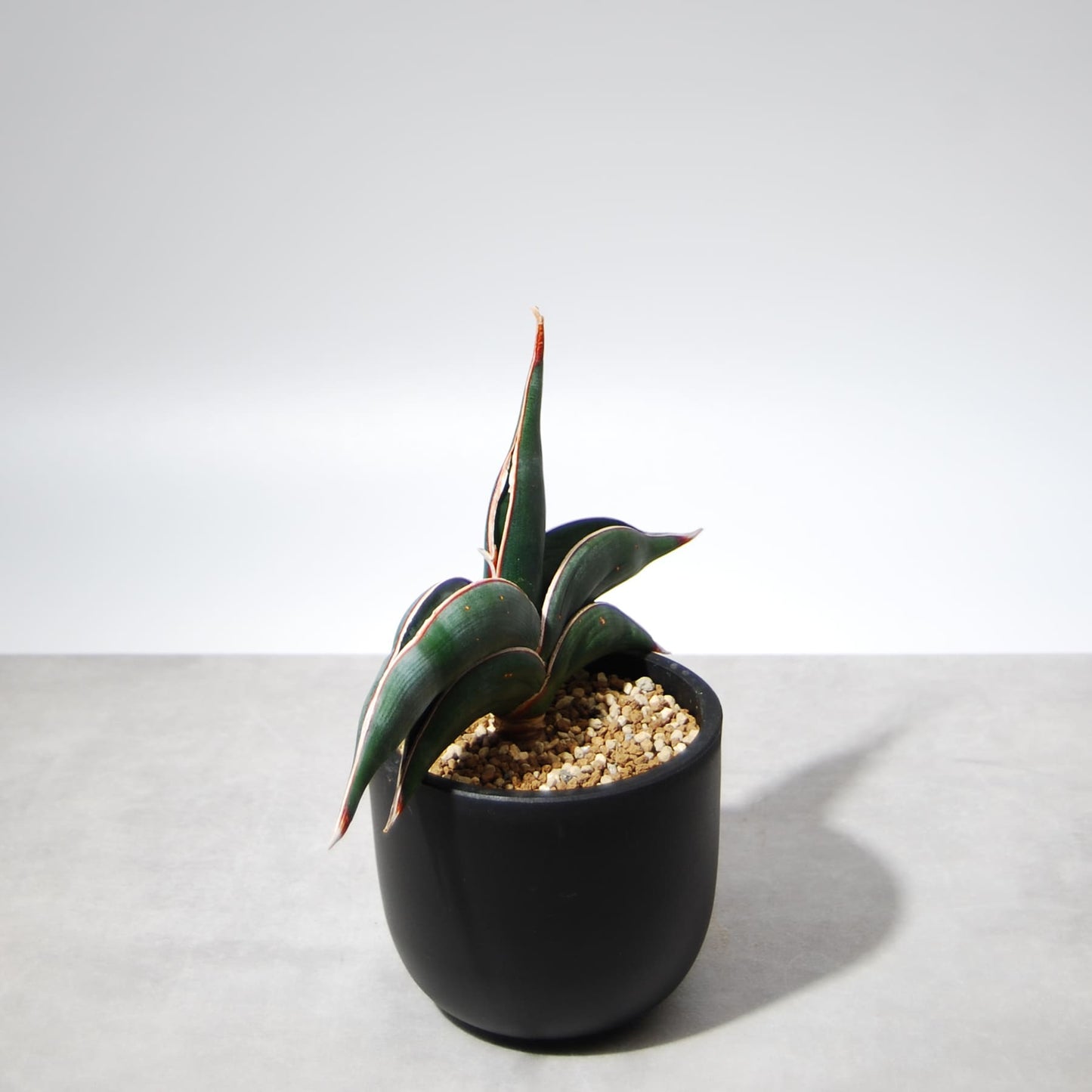 サンスベリア・ロリダ 001