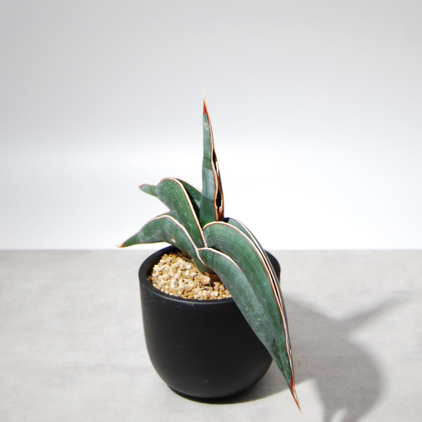 サンスベリア・ロリダ 002