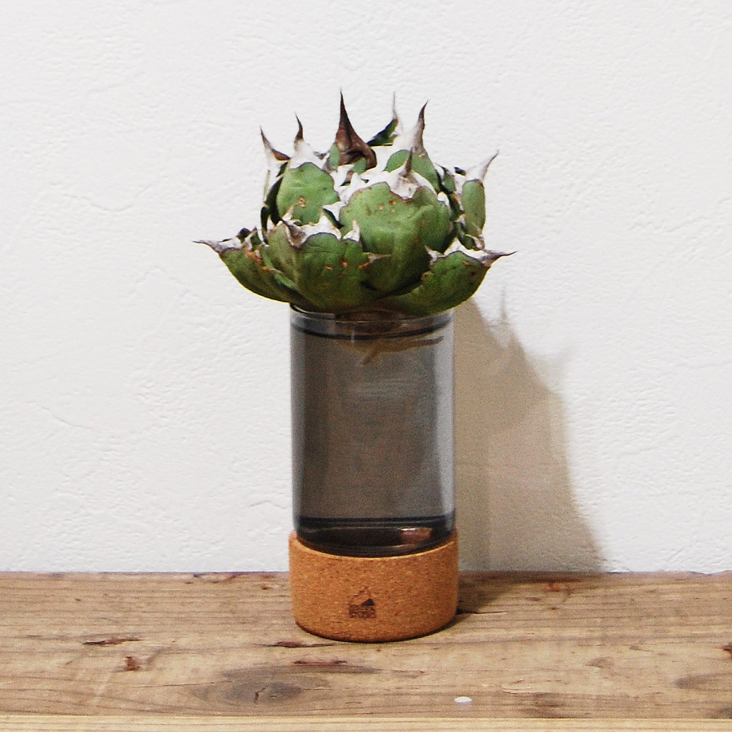 SOAK HYDROPONICS POT(ソーク ハイドロポニックス ポット)