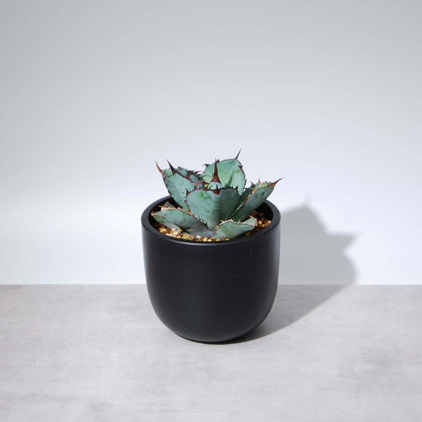 アガベ・チタノタ ブラックアンドブルー(BB)003