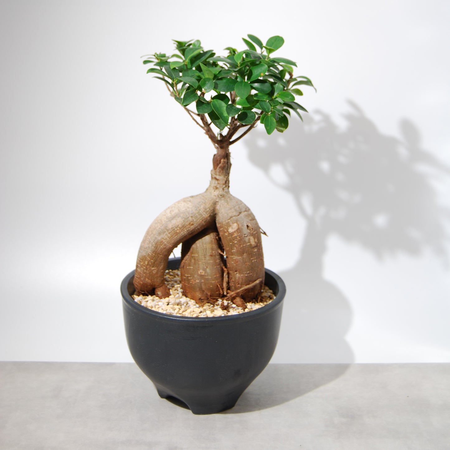 ガジュマル(伝市鉢)