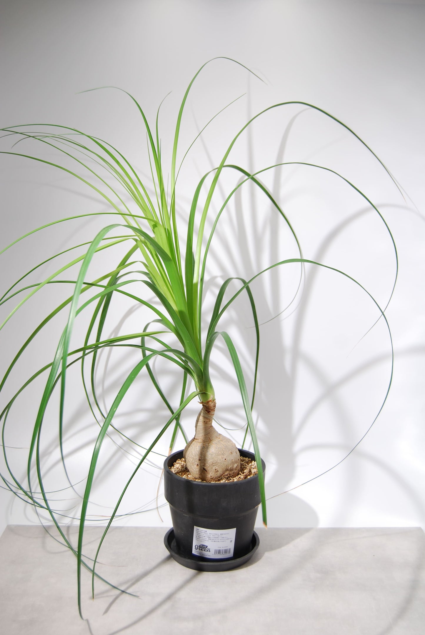 トックリラン(ノリナ)