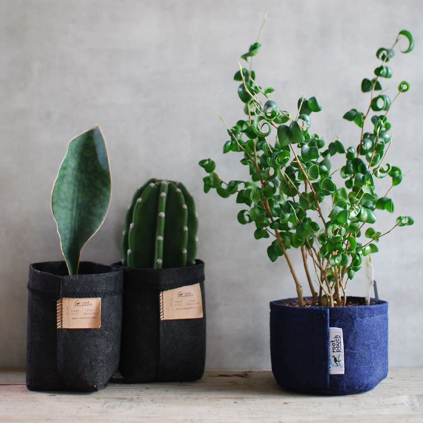 ルーツポーチ(root pouch)ジョーイ(JOEY)