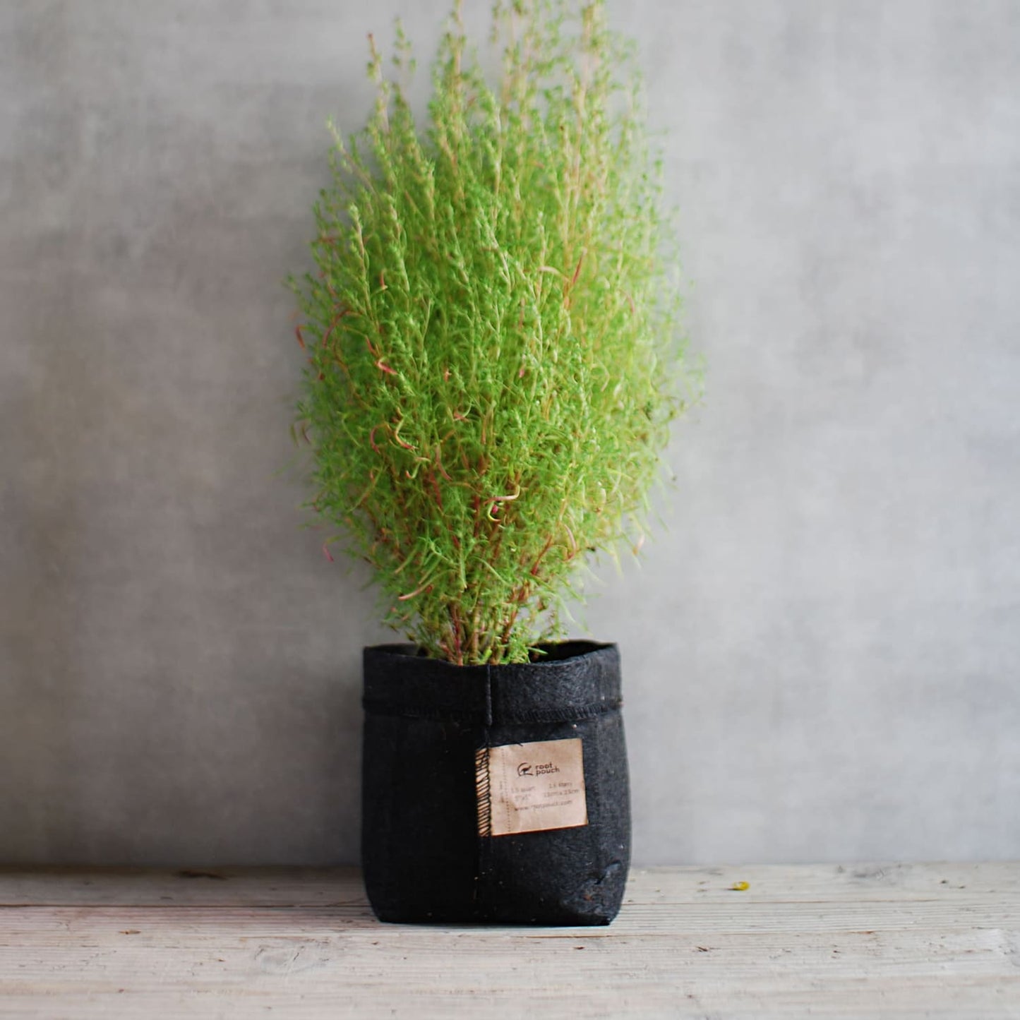 ルーツポーチ(root pouch)育苗用ポット 1QT(Thin Black Line)