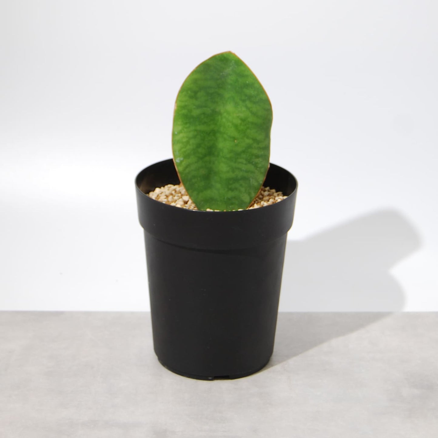 サンスベリア・マッソニアーナ