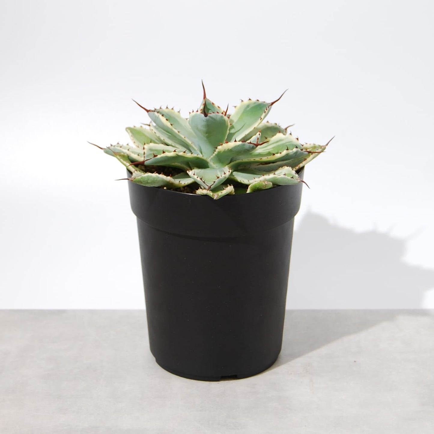 アガベ 吉祥冠 錦