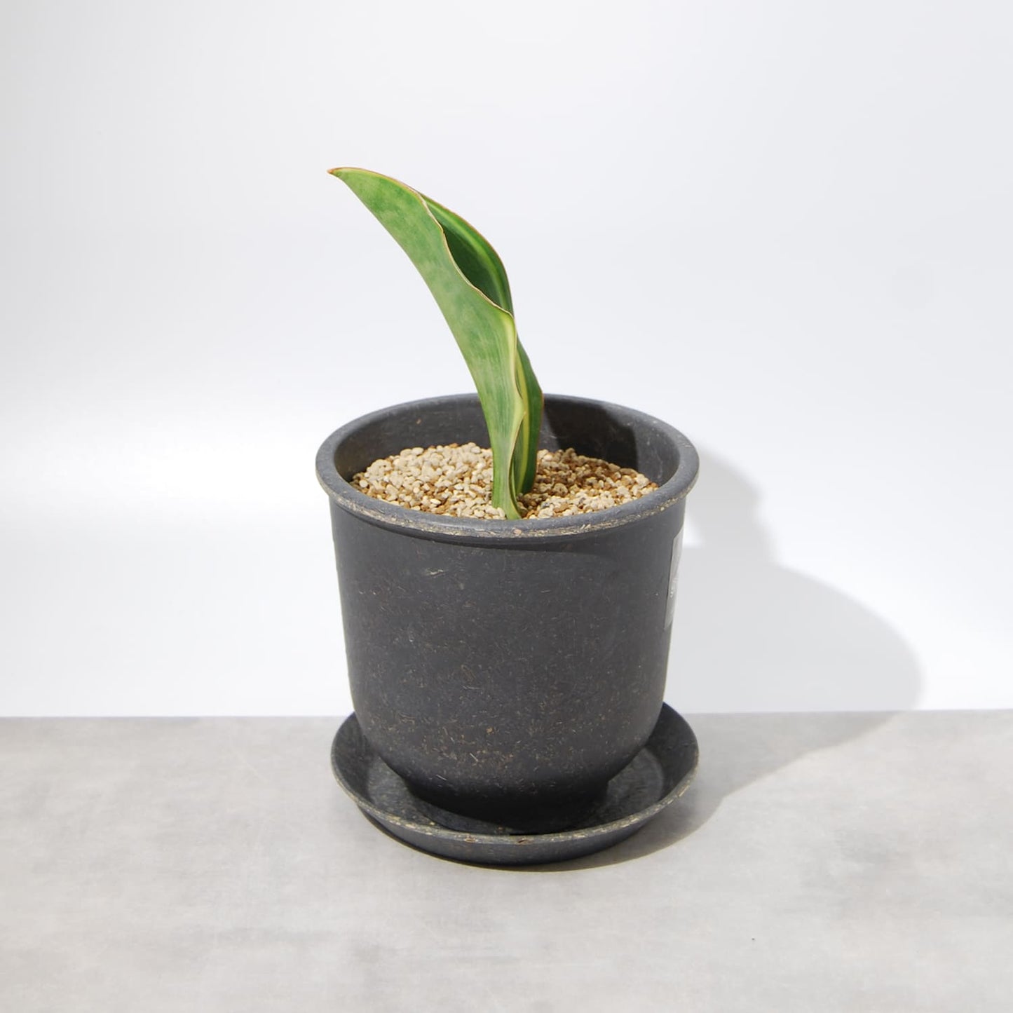 サンスベリア マッソニアーナ